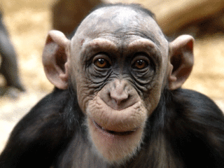 bald-monkey