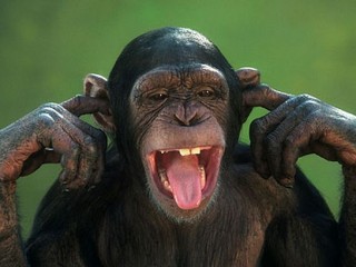 monkey